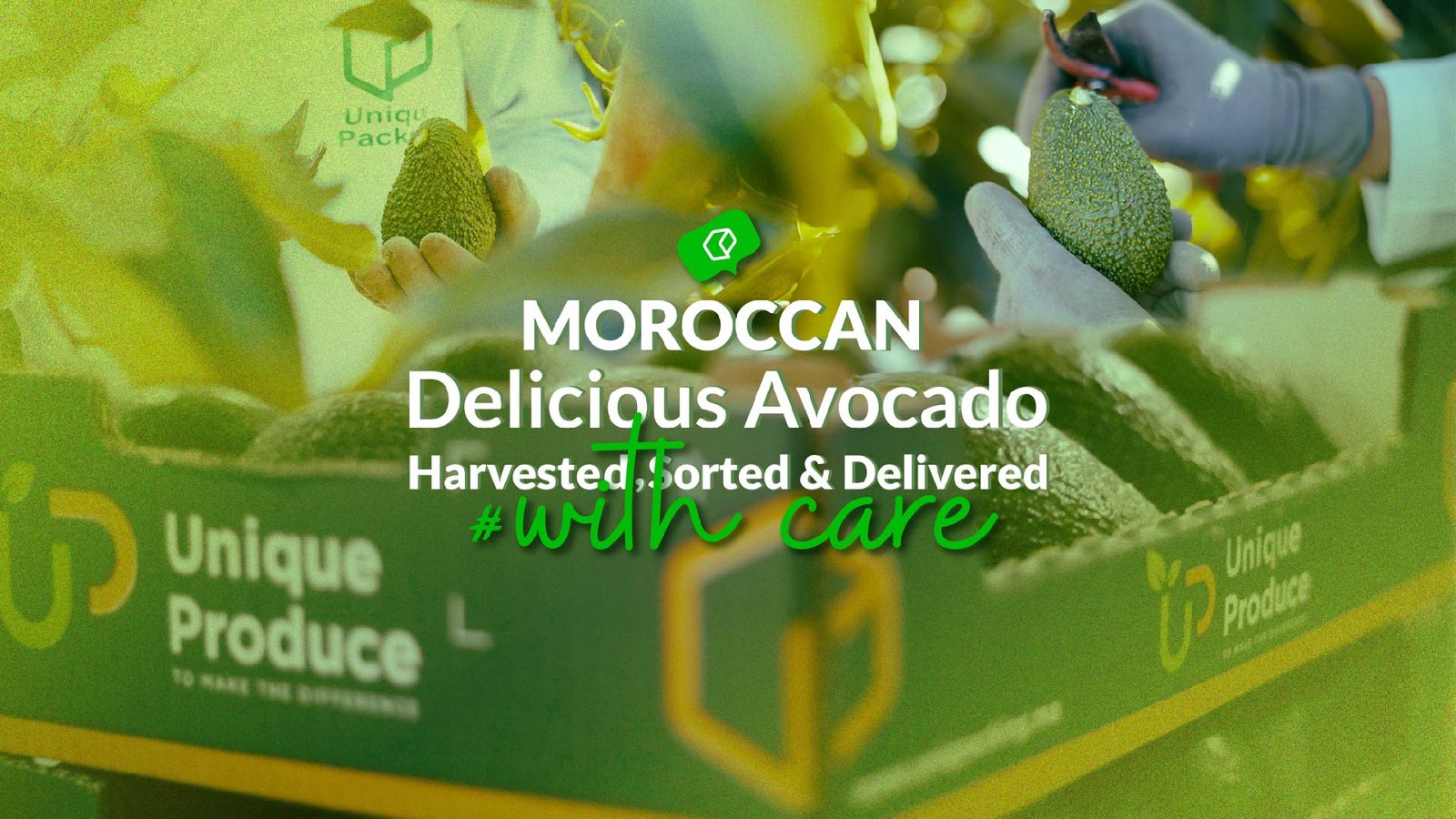 MOROCCAN Delicious Avocado